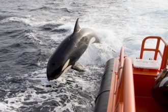 Η στιγμή που φάλαινες – δολοφόνοι επιτίθενται σε ιστιοφόρο στην Ισπανία – Βίντεο, Αρχιπέλαγος, Η 1η ναυτιλιακή πύλη ενημέρωσης στην Ελλάδα